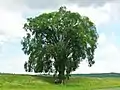 American Elm in Massachusetts (June 2012). Girth 18&nbsp;ft at 4.5&nbsp;ft above ground; est. height 80&nbsp;ft; spread 100&nbsp;ft.