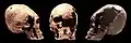 Elongated skull of a young woman, probably an Alan.