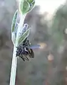 Dance flies Empididae mating. The female is holding with all 6 feet onto a small fly supplied by the male.