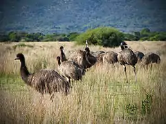 Emus in the park.