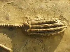 Encrinus liliiformis (Encrinida)