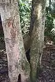 Corkwood growing at Wyrrabalong National Park, Australia