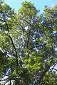 Corkwood growing at Wyrrabalong National Park