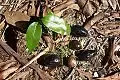 Corkwood seedling & fruit at Wyrrabalong National Park