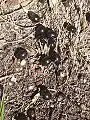 fallen Corkwood fruit on sand, Wyrrabalong National Park