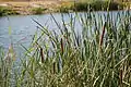 Typha plants (bulrush, cattail) in Arrocampo