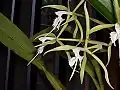 Coilostylis (E.) ciliaris