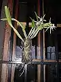 C.&nbsp;ciliare, complete plant mounted on tree fern