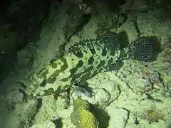 Brown-marbled grouper or flower grouper (Epinephelus fuscoguttatus)