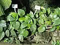 Botanical garden plant