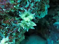 Unidentified sponge