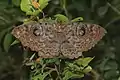Erebus macrops