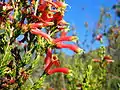 Kirstenbosch National Botanical Garden, Cape Town