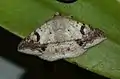 Ericeia eriphora male