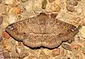 Ericeia inangulata