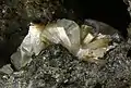Erionite in Veneto