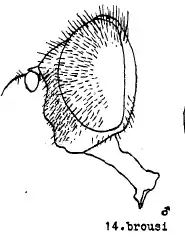 Eristalis brousii head