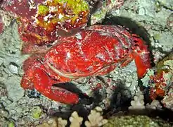 Etisus splendidus