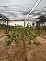 Young plants in Kefar Chabad