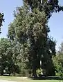 Los Angeles County Arboretum, Arcadia, California.