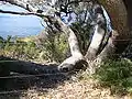 Kings park