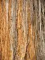 bark