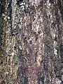 Bark