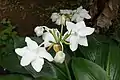 Flowers and buds