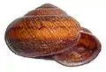 Euhadra senckenbergiana aomoriensis