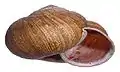 Euhadra senckenbergiana ibukicola
