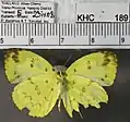 Ventral view