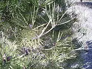 Damage from a European pine sawfly outbreak from the previous year.  Growth on the edge of the branch came after the sawflies were killed.  Second year growth is the first that gets eaten.  Here, older growth survived due to pesticide use.