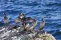 European shags in breeding plumage, Snæfellsnes, Iceland