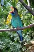 Singing at Miami MetroZoo, USA