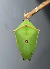 Chrysalis.