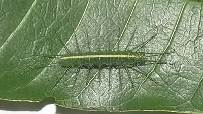 Larva.