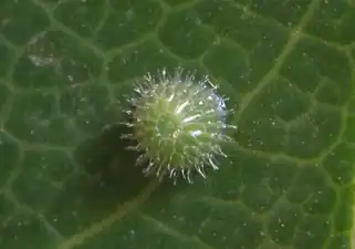 Egg.