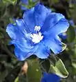 Flower closeup