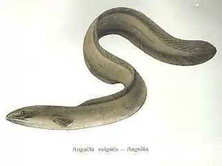 Mature silver stage eels migrate back to the ocean to mate