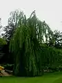 'Pendula', Harlow Carr.