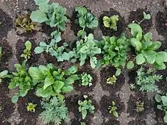 A variety of winter vegetables being grown together.