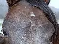 Single simple counter-clockwise whorl