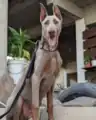 Fawn Dobermann Pinscher