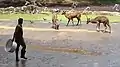 Feeding the deers