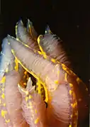 A close up of the gills