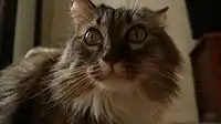 Female Maine Coon brown tabby, age&nbsp;6