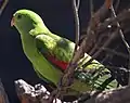 Female at Adelaide Zoo, Australia