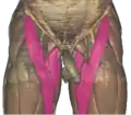 Borders of the femoral triangle of the Visible Human Male.