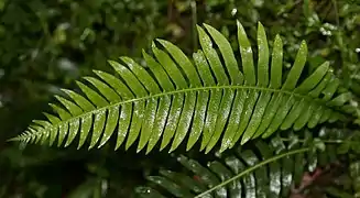 Fern leaf, probably Lomaria nuda