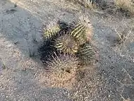 Barrel cactus cluster in Sahuarita, Arizona